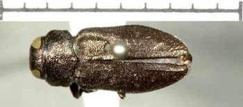 Media type: image;   Entomology 2707 Aspect: habitus dorsal view